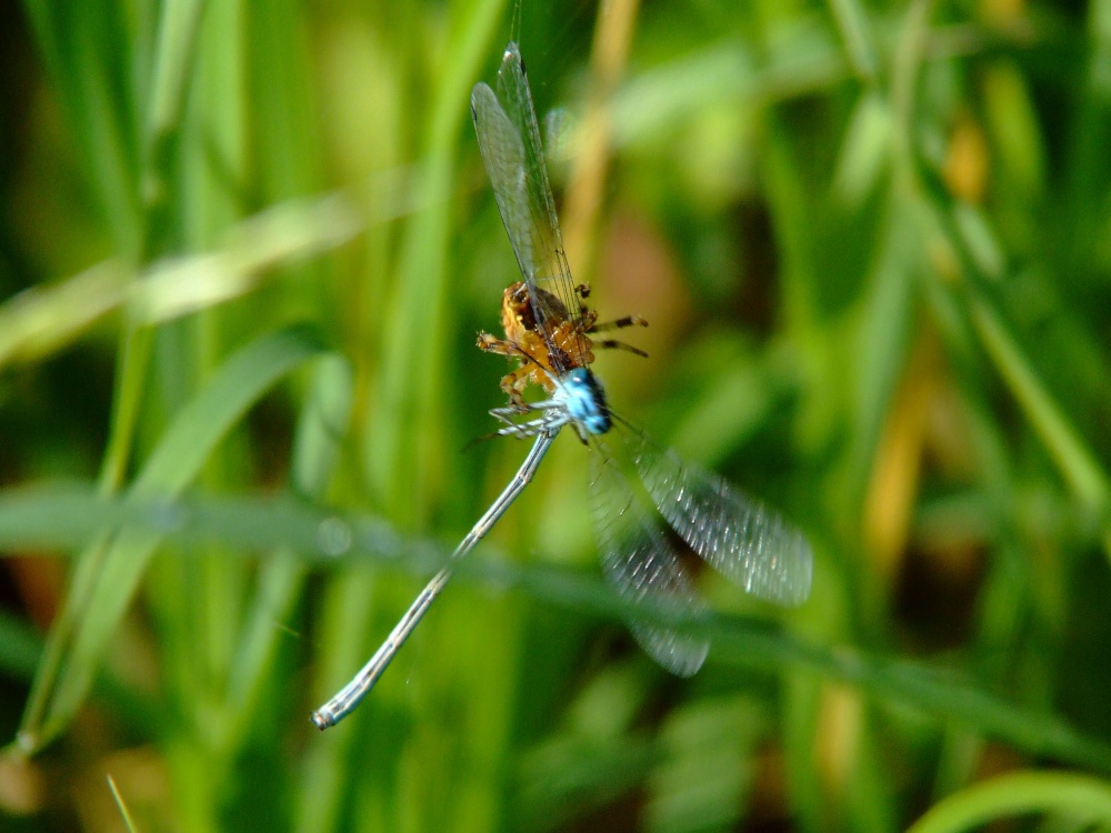 Spider and damselfly 1