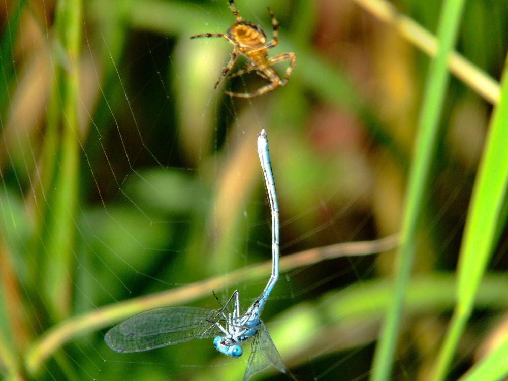 Spider and damselfly 10