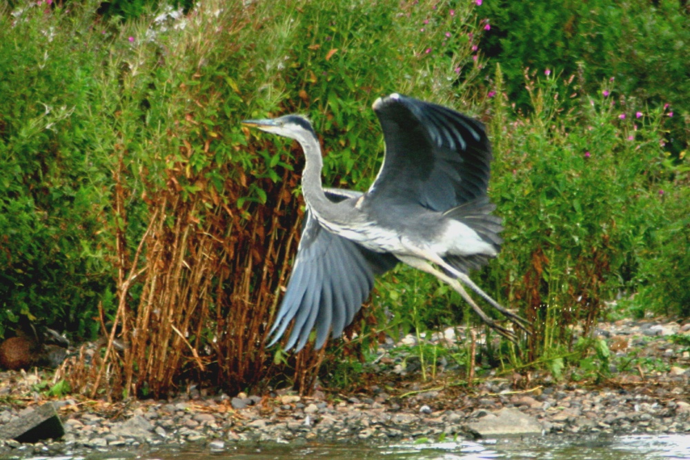 Heron lifting off.