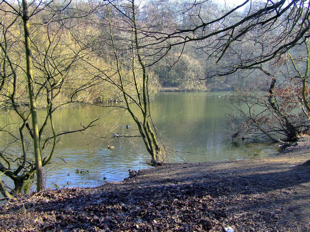 Photograph of A lake at Roundhay park.