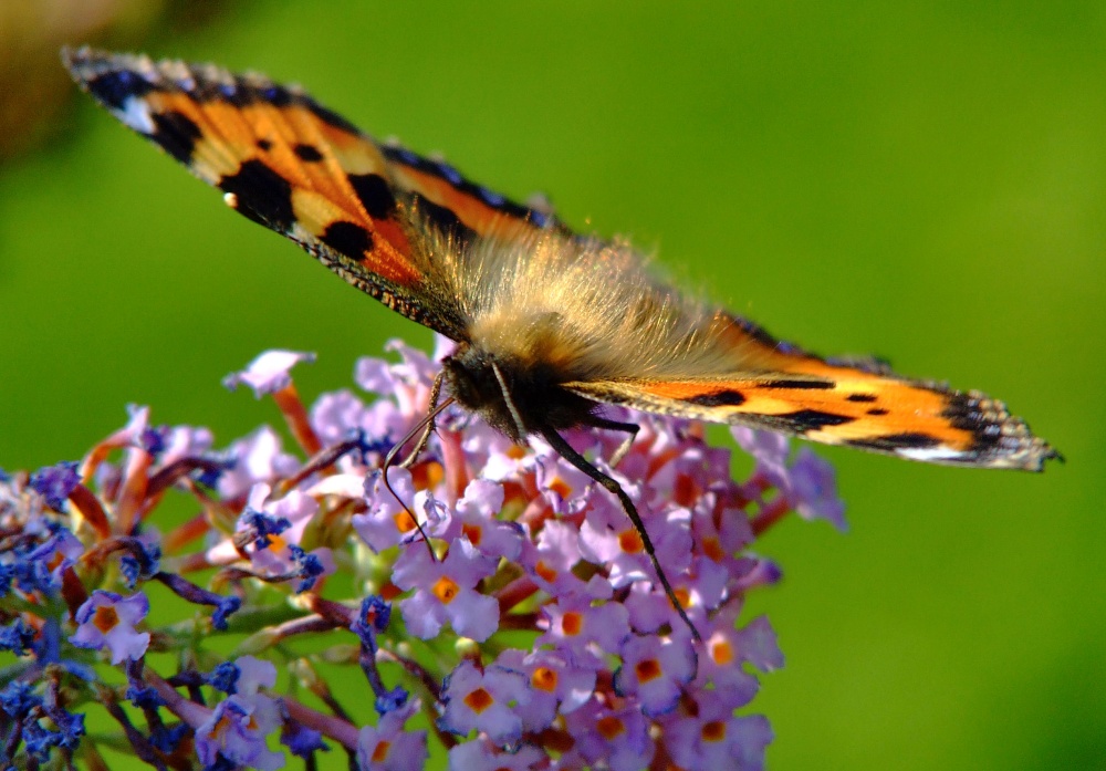 Photograph of Small tortoiseshell butterfly.......aglais urticae