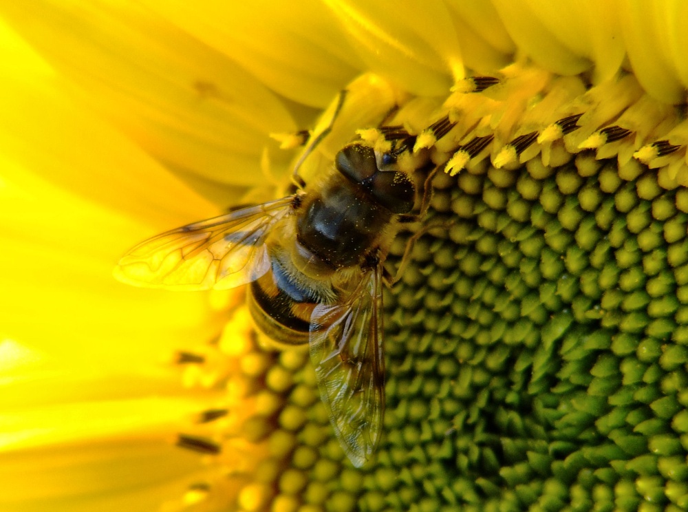 Drone fly.....eristalis tenax