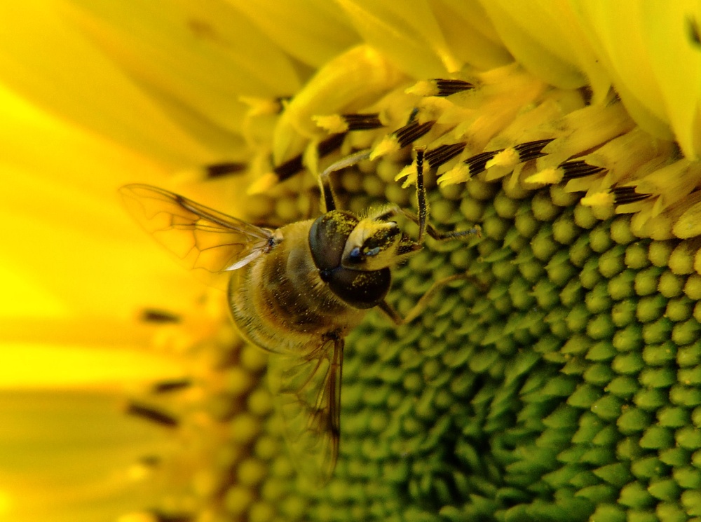 Drone fly.....eristalis tenax