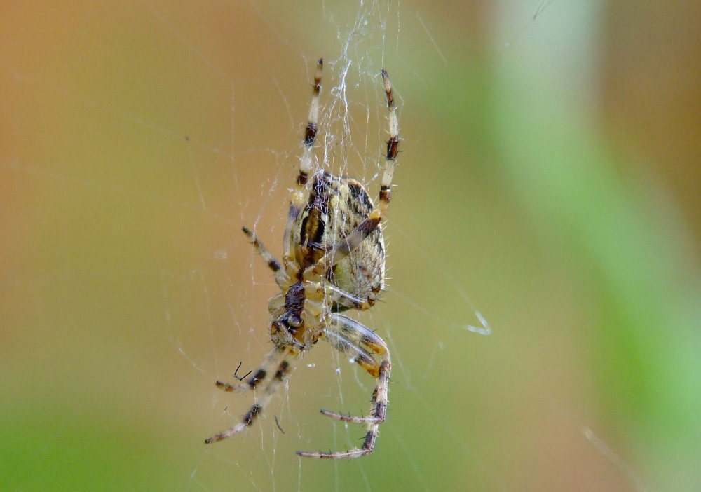 Garden spider......araneus diadematus (male)