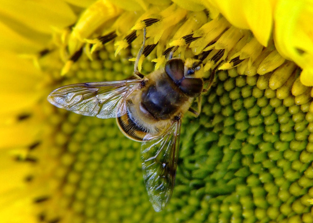 Photograph of Drone fly.....eristalis tenax