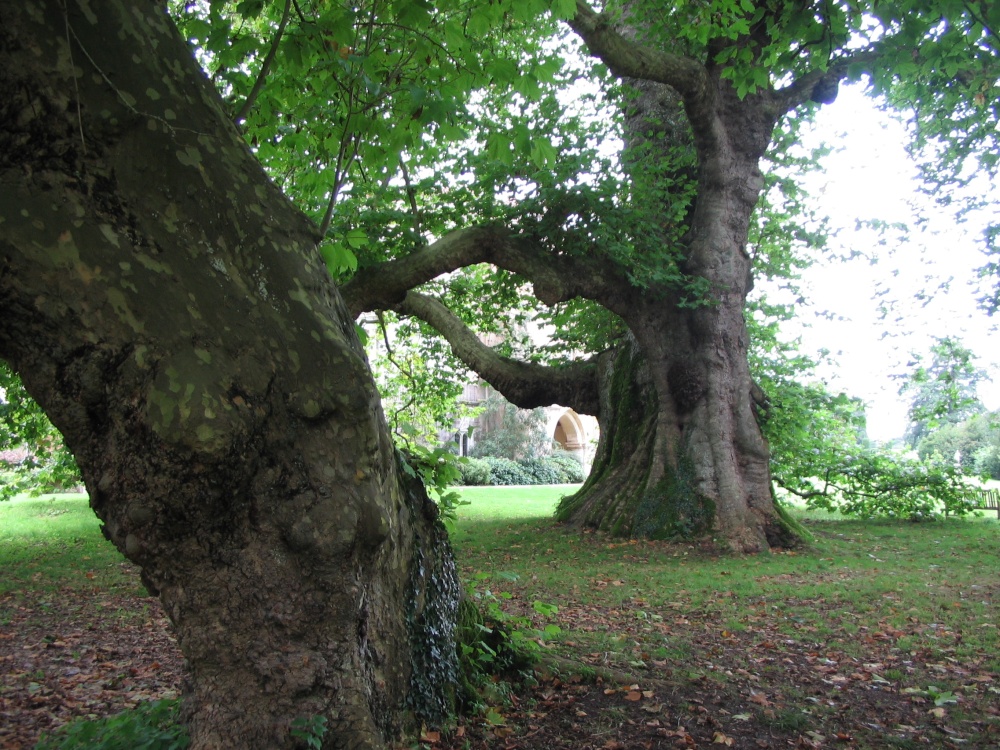 Plane Trees, Mottisfont Abbey Garden