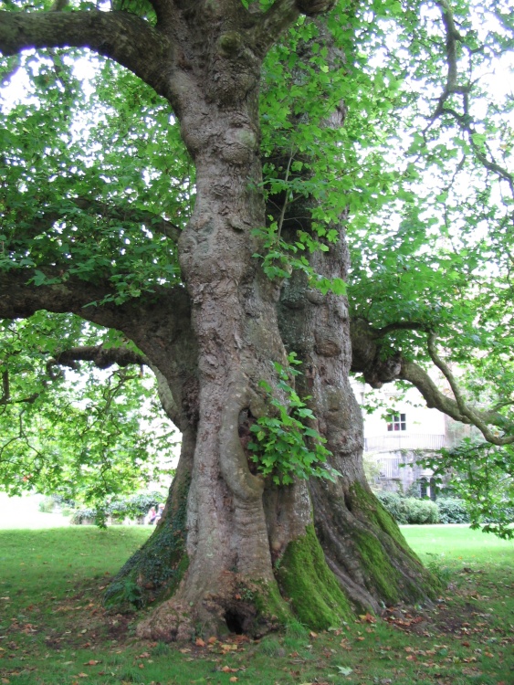 Plane Tree, Mottisfont Abbey Gardens