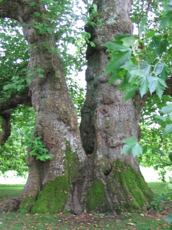 Plane Tree