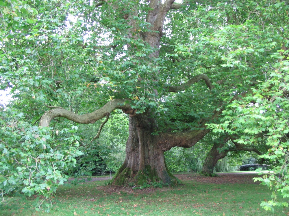 Photograph of Britain's largest Plane Tree