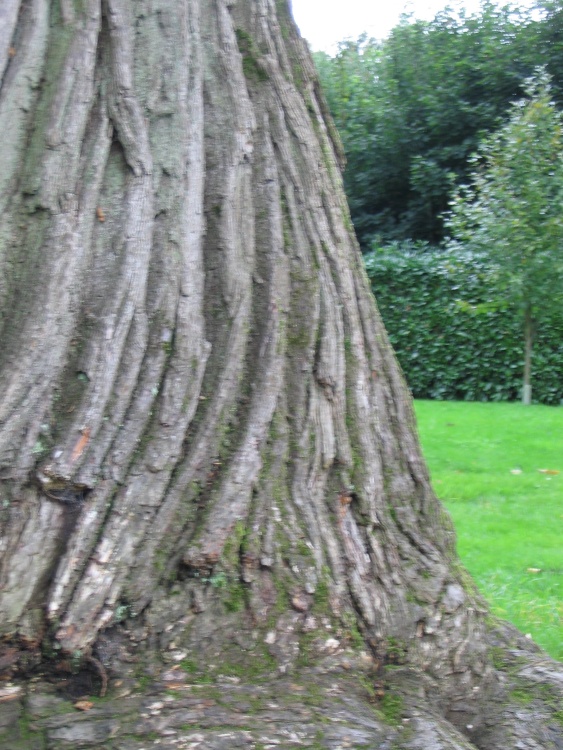 'close up' of bark on sweet chestnut tree