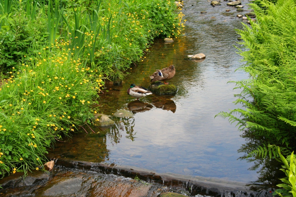 Photograph of Ducks at Waddington