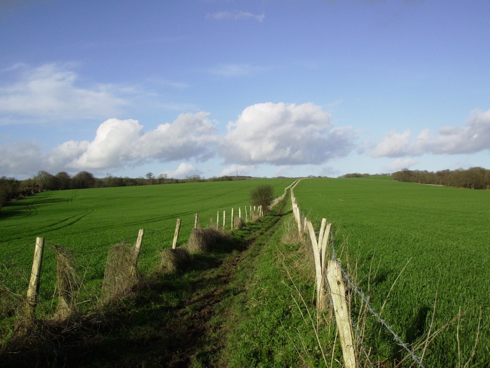 Photograph of Towards Bignor from Slindon