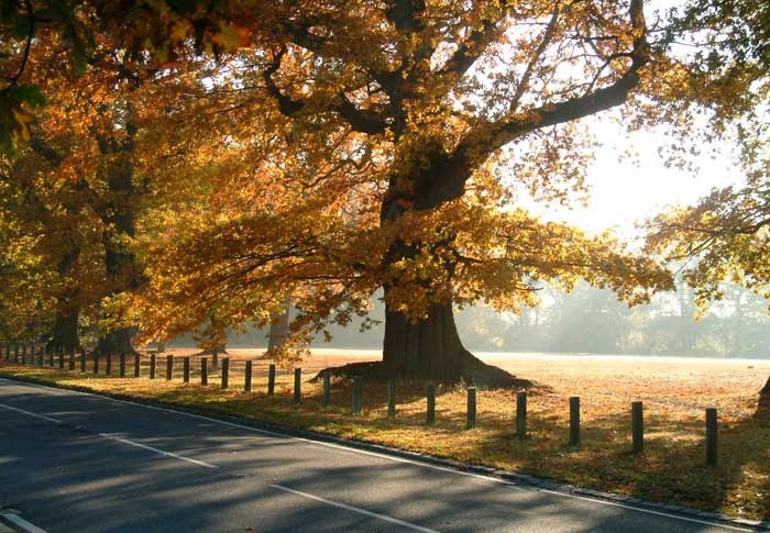 Bucklebury, Berkshire.