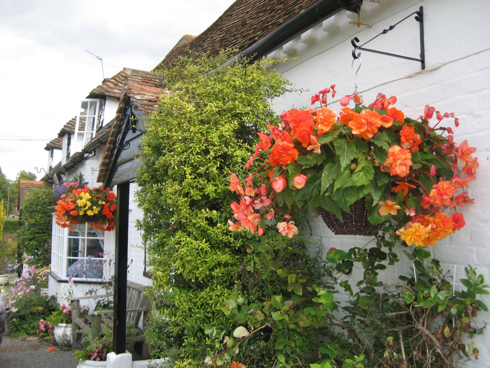 Photograph of Lions at Bledlow Pub