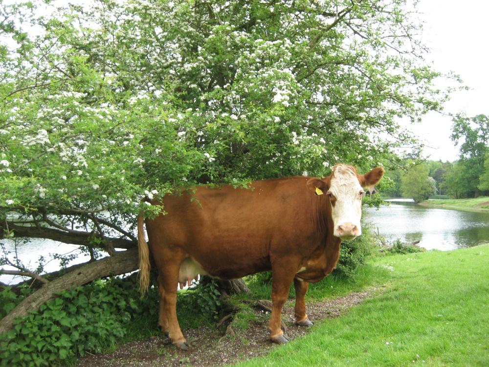 A Cow in Spring