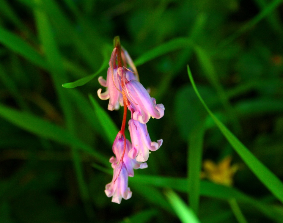 Pink Bluebell