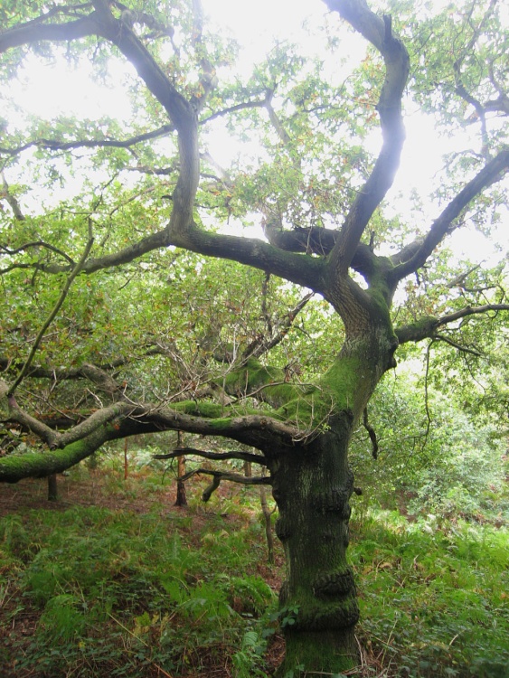 A walk in Shotover Country Park, Oxford