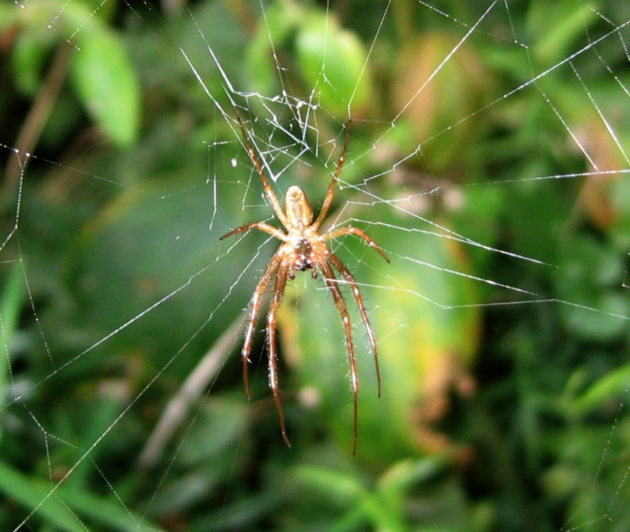 Spider, Closer crop