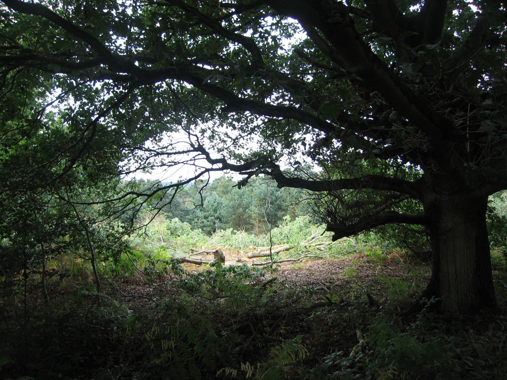 A walk in Shotover Country Park, Oxford