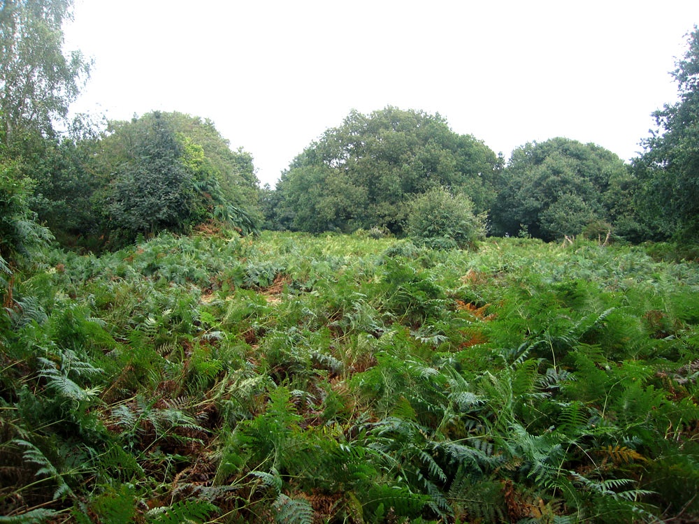 Sea of ferns, Shotover Park