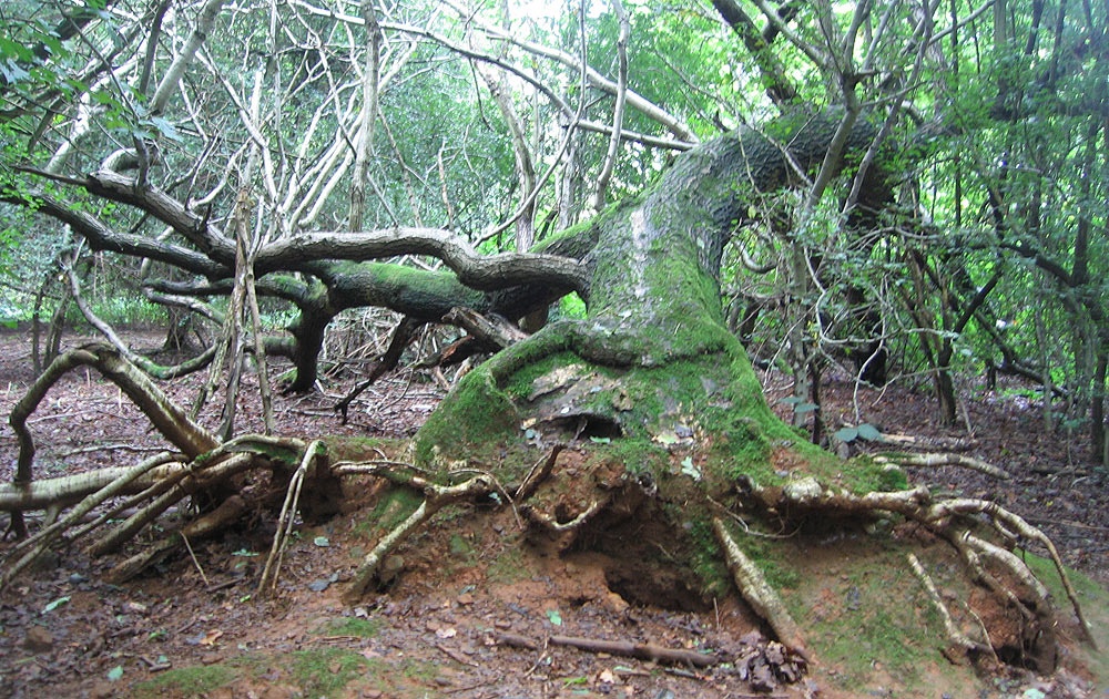 Fallen tree, Shotover Park