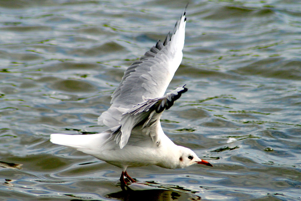 Blackheaded Gull in winter plumage, landing at Herrington Ponds