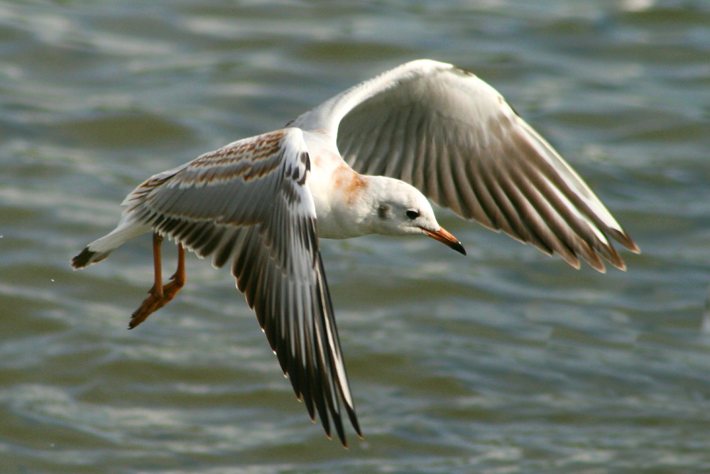 Blackheaded Gull juvenile at Herrington Ponds