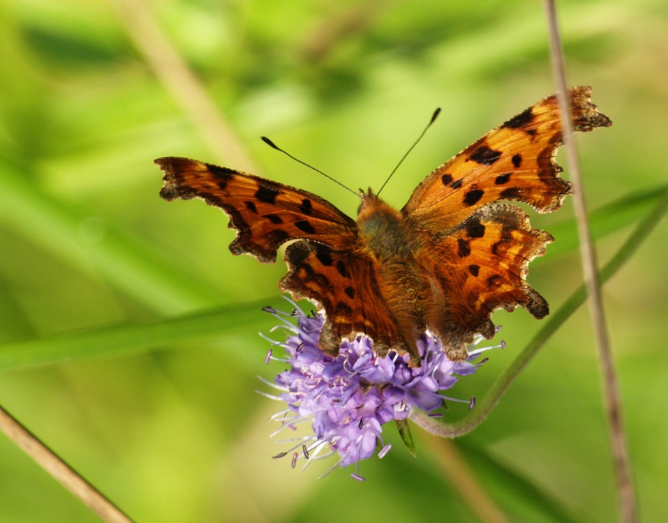 Photograph of Butterfly, Rushbeds Wood, Wotton Underwood, Bucks