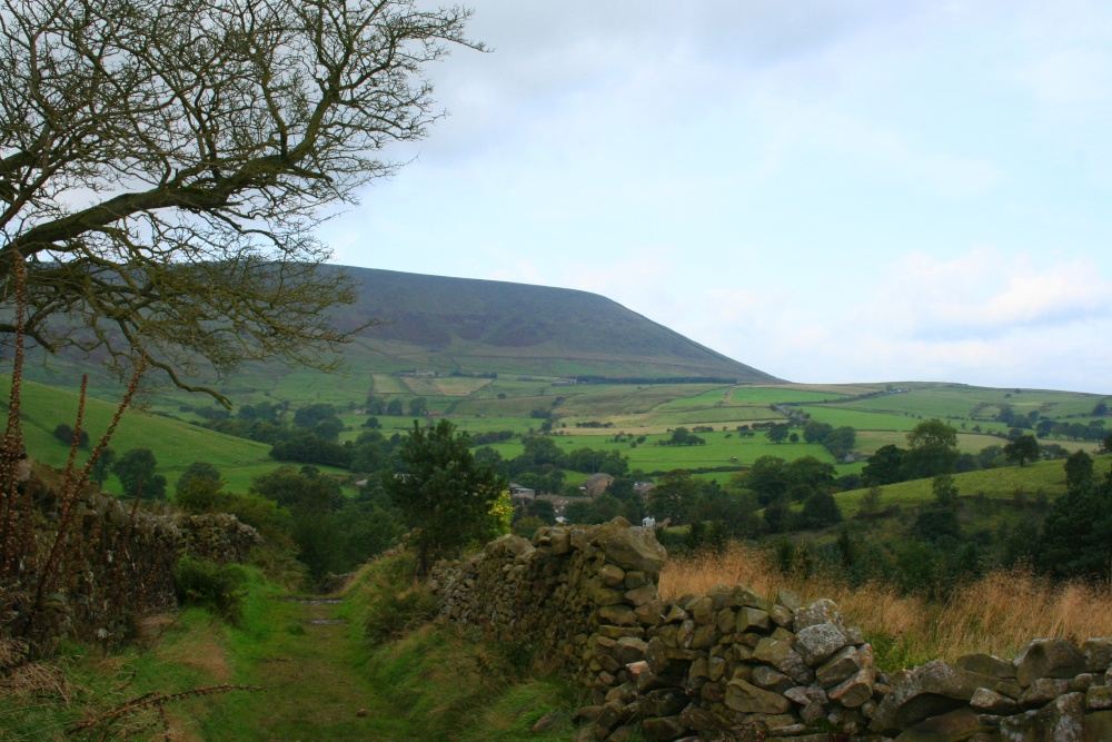 Photograph of Barley