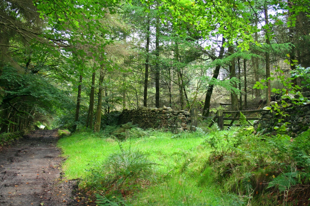 Photograph of Barley