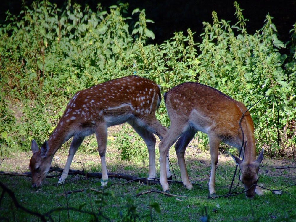 Two fallow deer