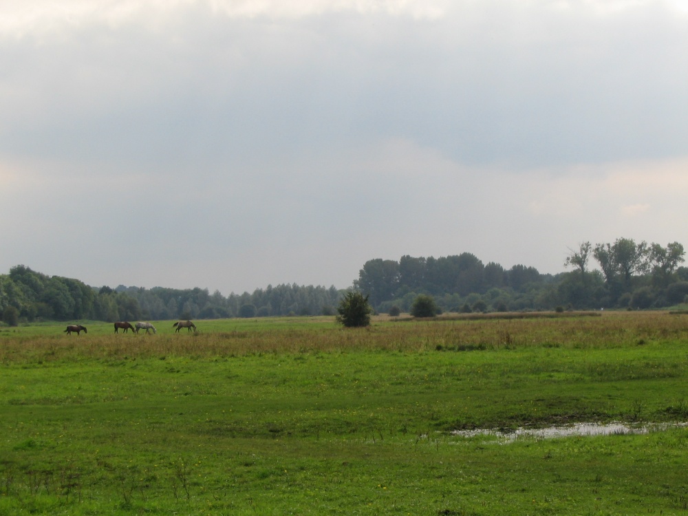 Water Meadows, Stockbridge