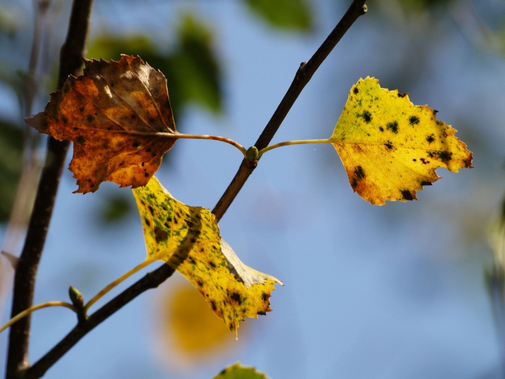 Photograph of Autumn leaves, Hazelborough Wood, Silverstone, Northants.