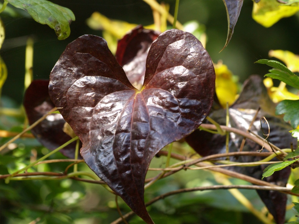 Photograph of Heart-shaped leaf, Hazelborough Wood, Silverstone, Northants.