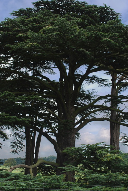 Trees at Attingham