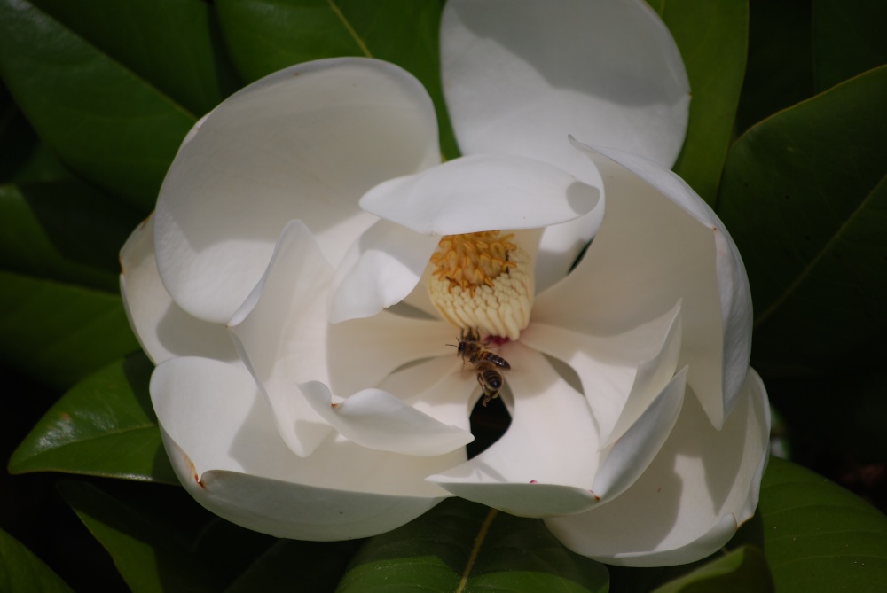 Lovely flower at Attingham