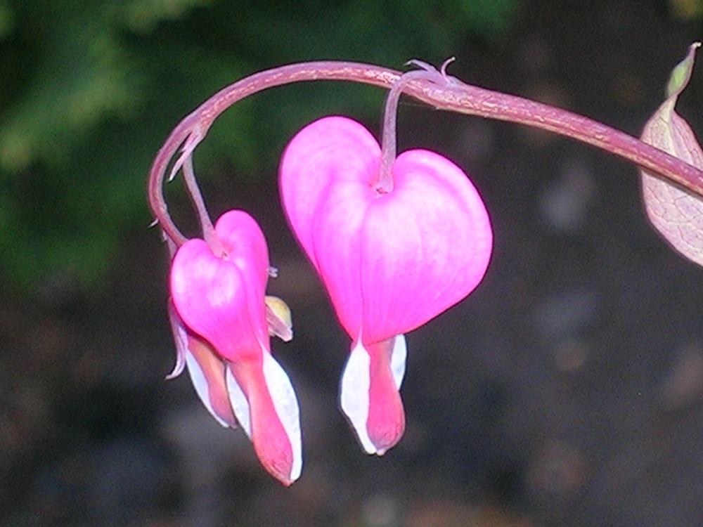 Bleeding Heart