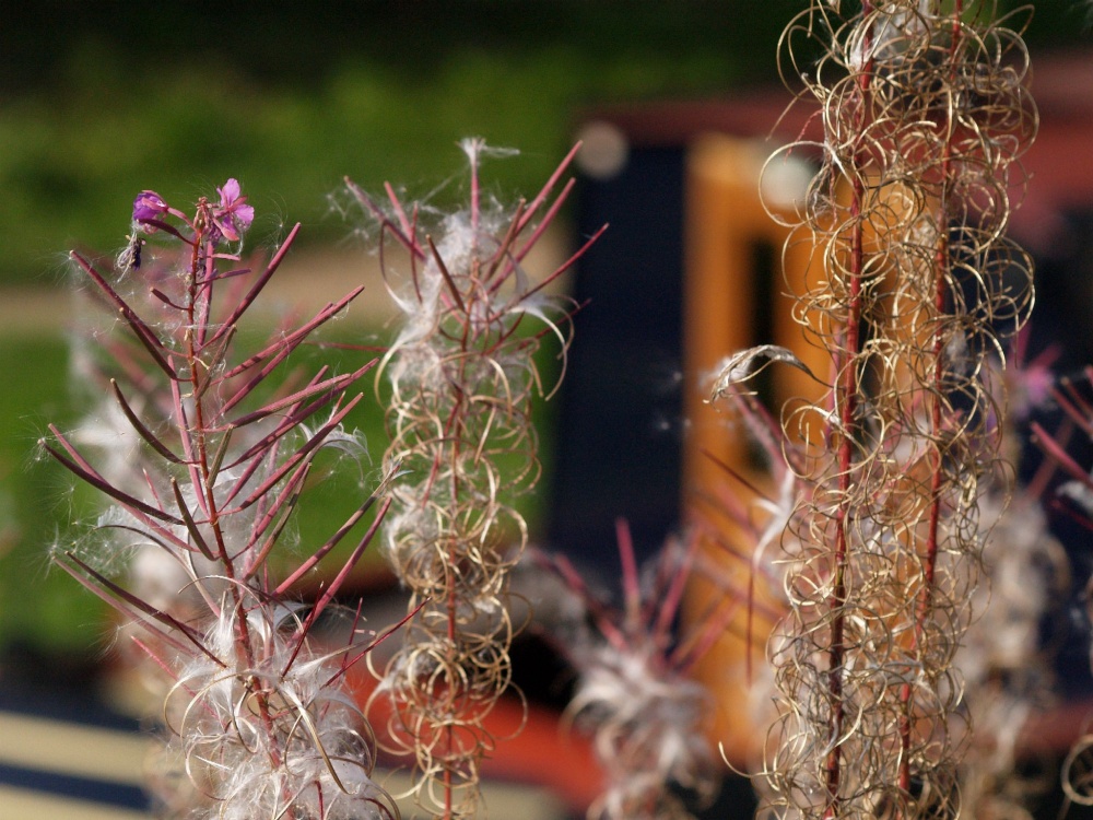 Willow herb and narrowboat, Lower Heyford, Oxon.