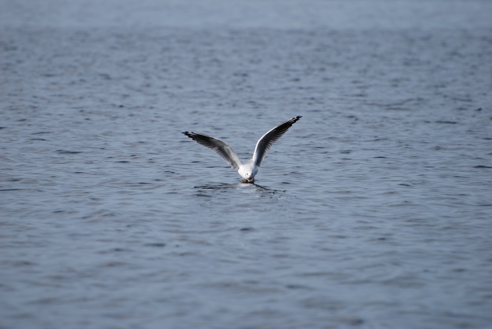 Black Headed Gull