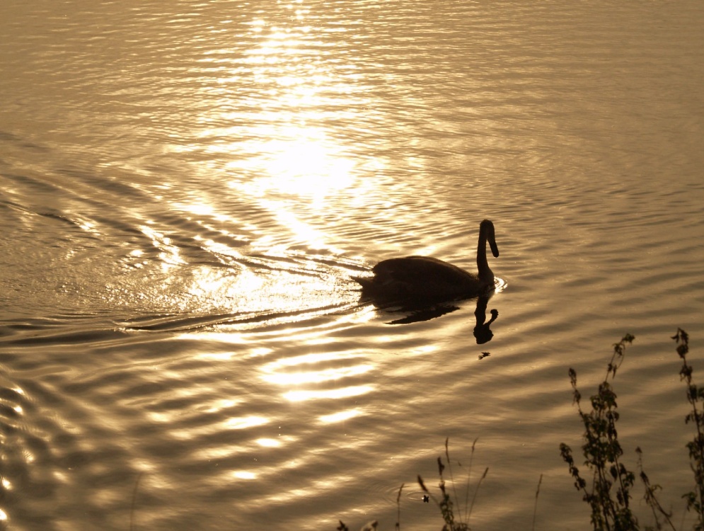 Swan on reservoir, Marsworth, Bucks.