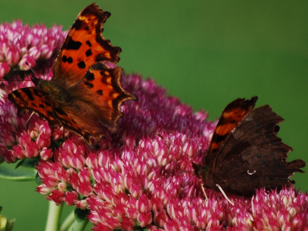 Photograph of Butterflies