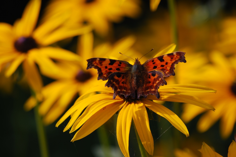 Photograph of Butterfly