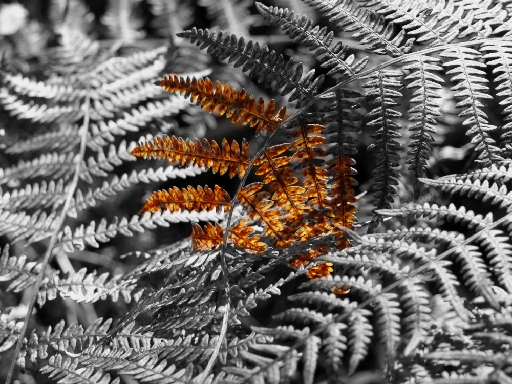 Photograph of Bracken, Hazelborough Wood, Silverstone, Northants.