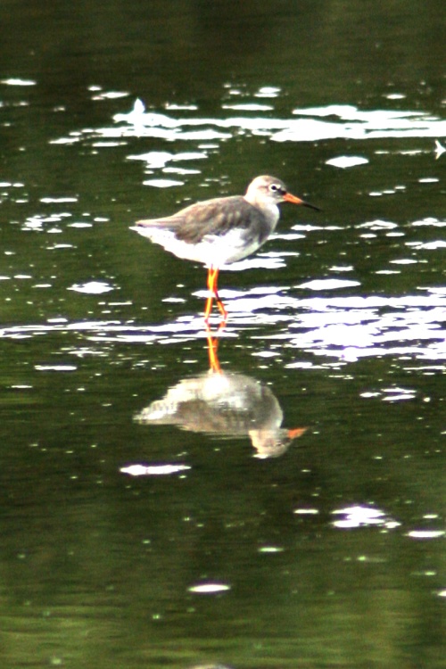 Red Shank.