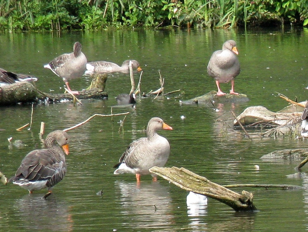 Grey Lag Geese at Coombe