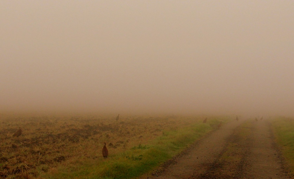 Photograph of A Foggy Morn.