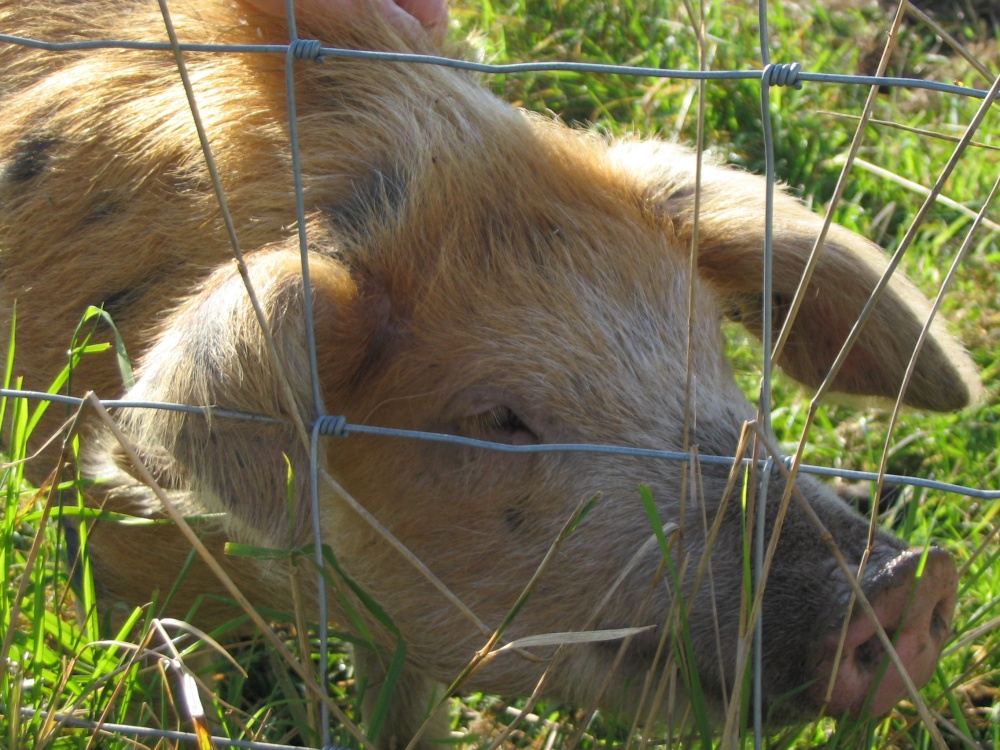 Photograph of Friendly pig