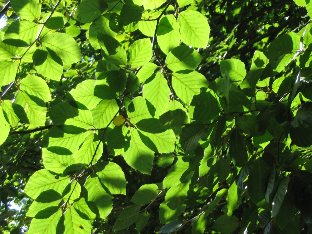 Beech leaves