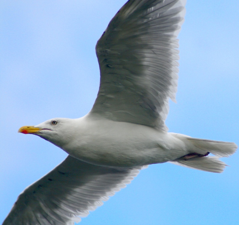 A Herring Gull
