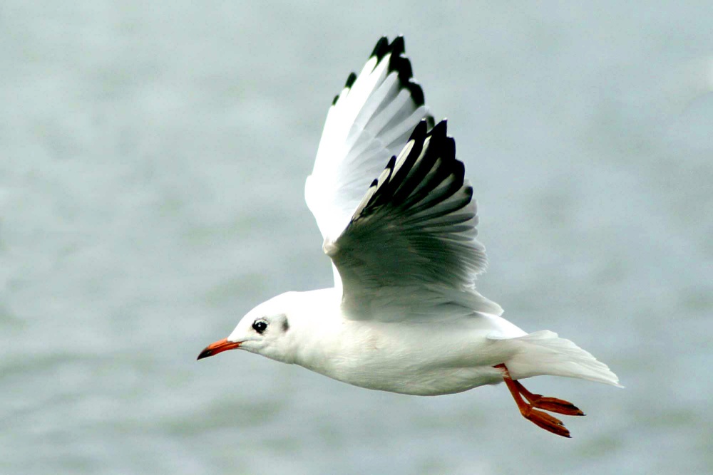 Blackheaded Gull in winter plumage.